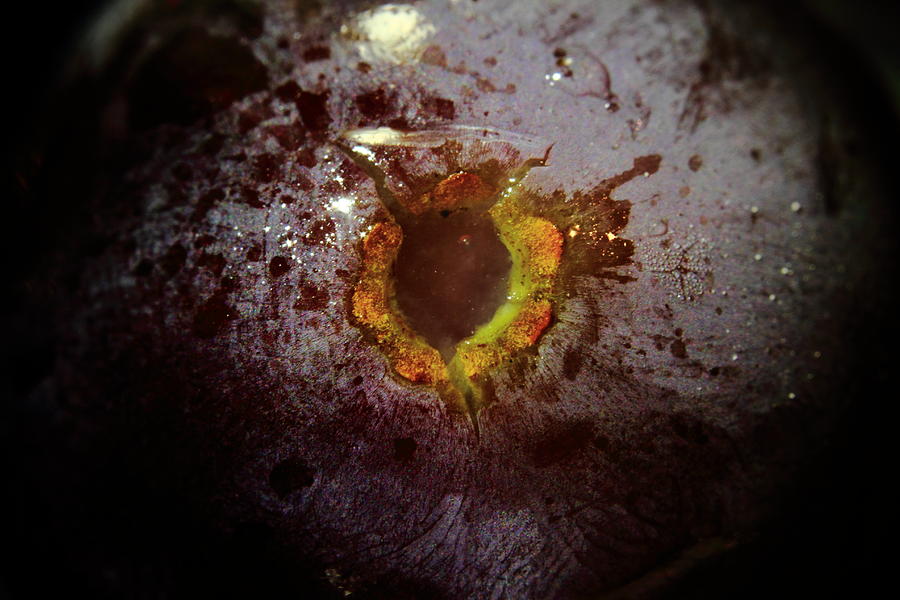 Manfreds Sphincter Photograph by Kreddible Trout