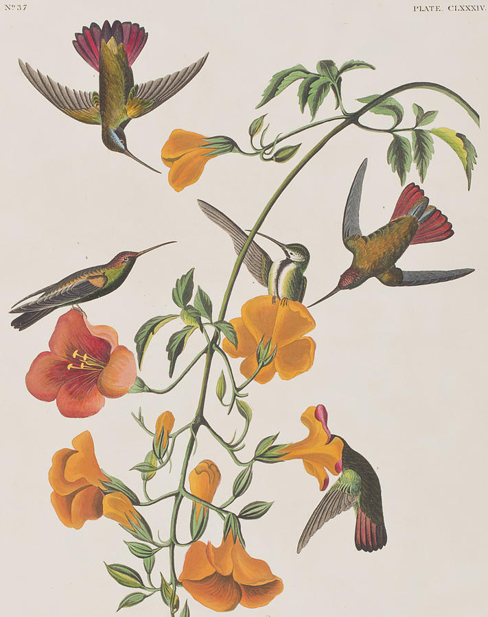 John James Audubon Painting - Mango Humming Bird by John James Audubon