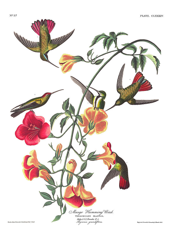 John James Audubon Painting - Mango Hummingbird Bird by John James Audubon