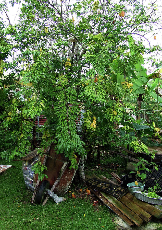 Mango Tree Puerto Rico Photograph By Christina Cantero