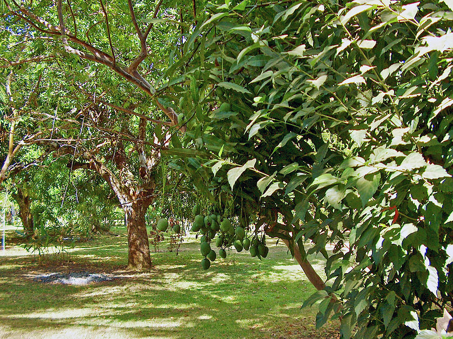 Mango Trees in Quepos, Costa Rica Photograph by Ruth Hager