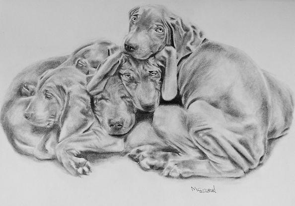 Mangos Pups Drawing by Sandra Muirhead