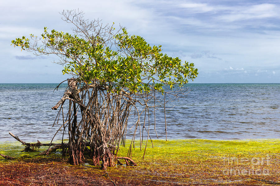 Mangrove at Florida Keys Photograph by Elena Elisseeva