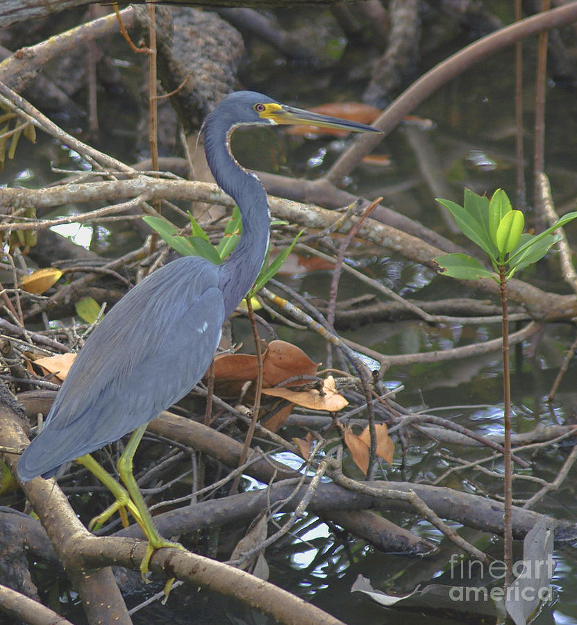 Mangrove Blue Photograph by Scott Evers