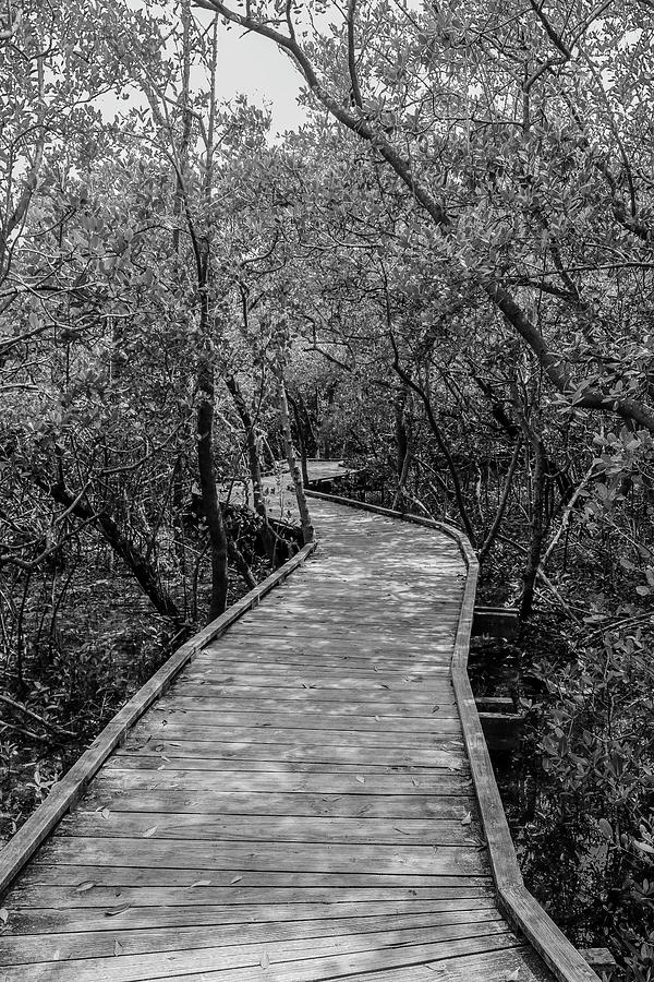 Mangrove Boardwalk Photograph by Robert Wilder Jr
