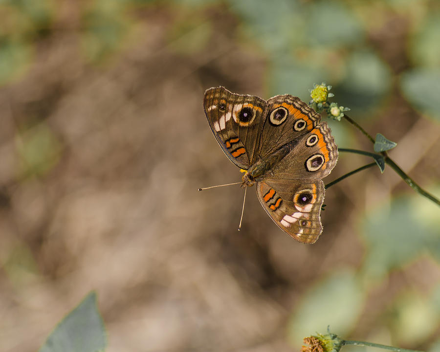 Butterfly Photograph - Mangrove Buckeye Butterfly by Stephanie Maatta Smith