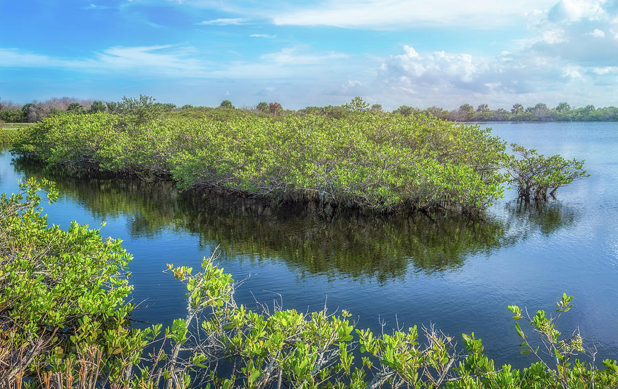 Mangrove Clusters Photograph by Louise Hill - Fine Art America