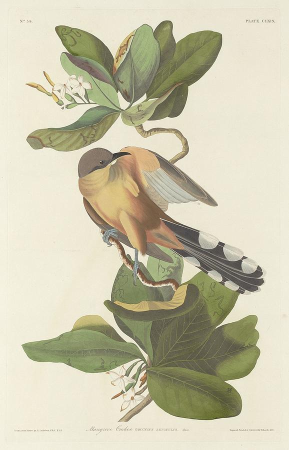 Mangrove Cuckoo Drawing by Dreyer Wildlife Print Collections
