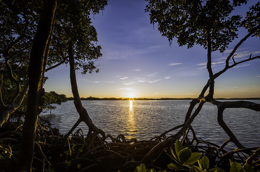 Mangrove Frame Photograph by Nick  Shirghio