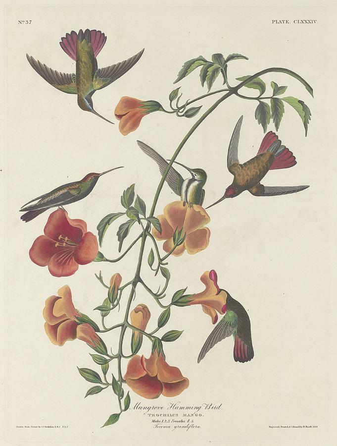 John James Audubon Drawing - Mangrove Hummingbird by Dreyer Wildlife Print Collections 