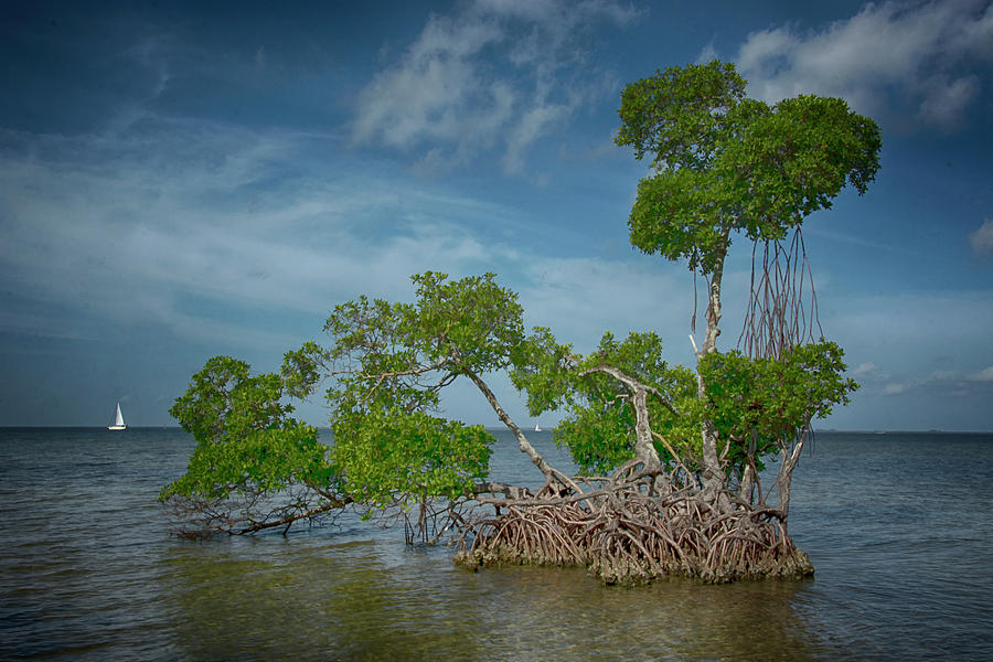 Mangrove Island Photograph by Mitch Spence