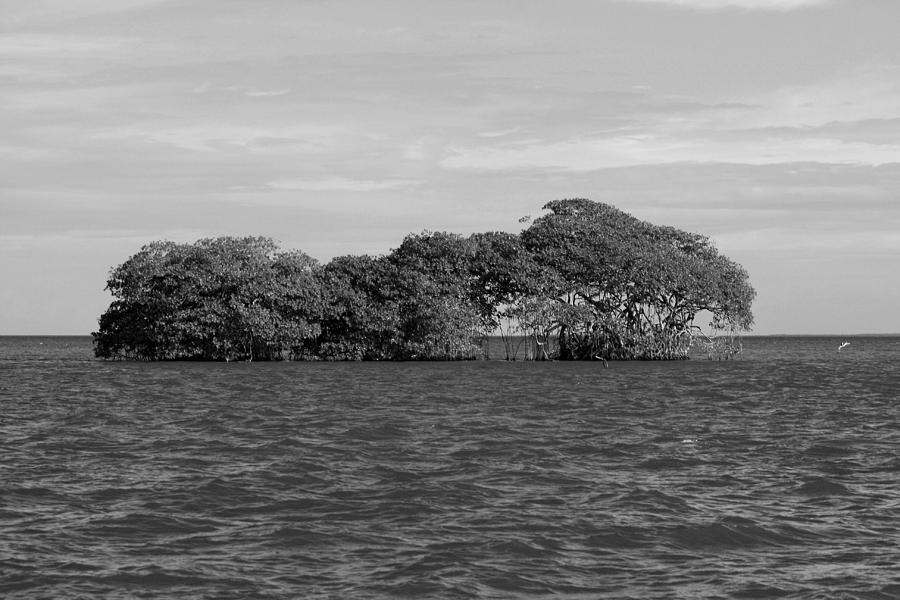 Mangrove Island Photograph by Robert Wilder Jr