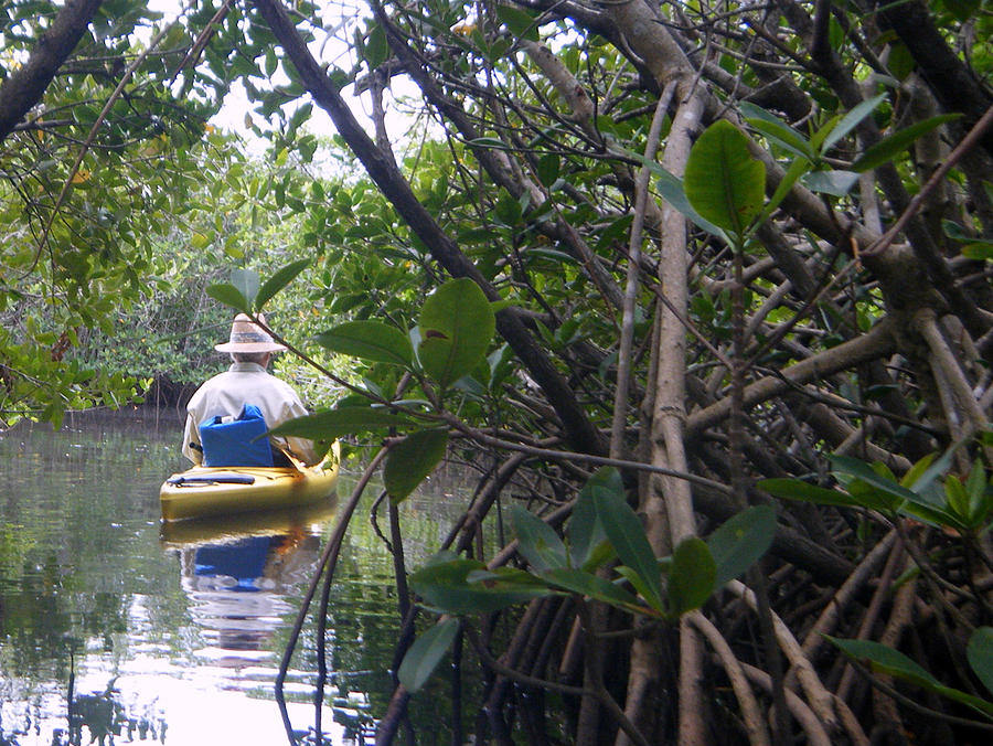 Nature Photograph - Mangrove kayaker by Steven Scott
