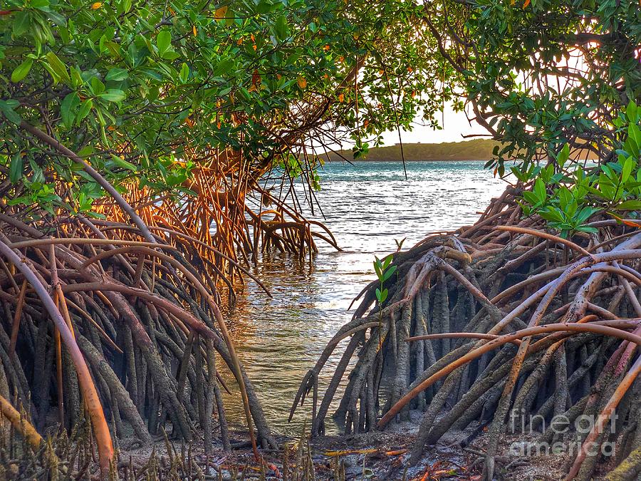 Mangrove Photograph by Laura Forde