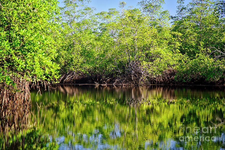 Mangrove on the Sierpe River Photograph by Bruce Block