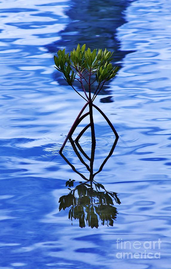 Mangrove Reflection Photograph by Craig Wood