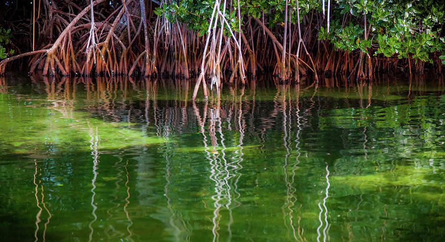Mangrove Reflections Photograph by Karen Wiles