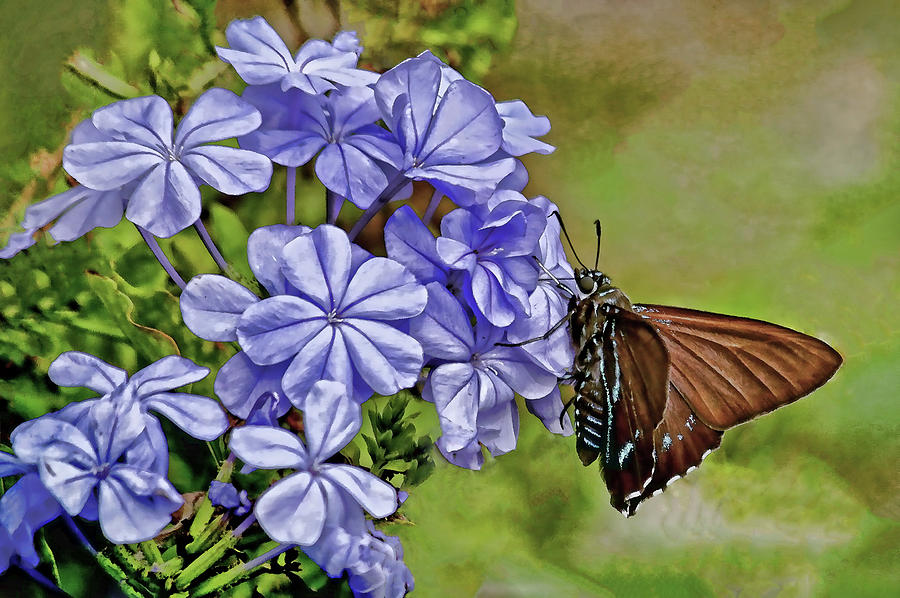 Butterfly Photograph - Mangrove Skipper on Plumbago Flowers by HH Photography of Florida