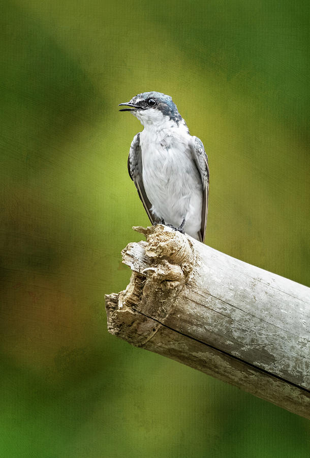 Mangrove Swallow Costa Rica Photograph by Joan Carroll