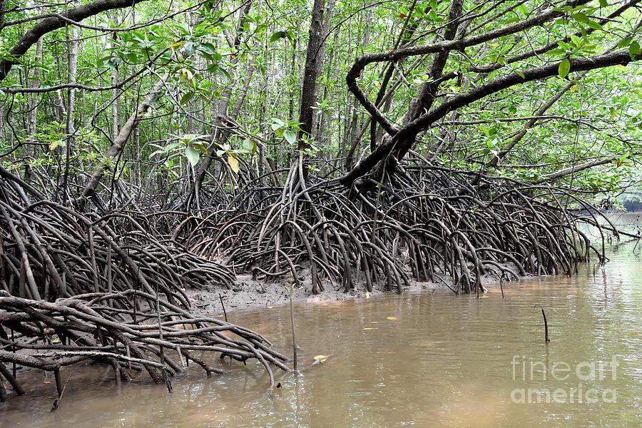 Mangrove Swamp Photograph by Fletcher & Baylis