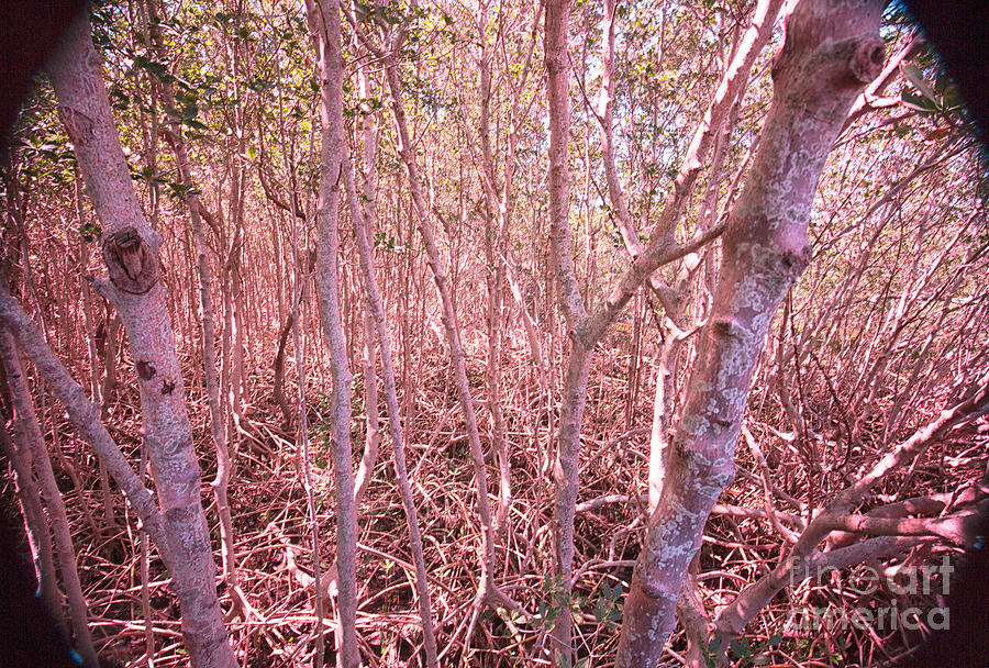 Tree Photograph - Mangrove Swamp, Long Exposure by Felix Lai