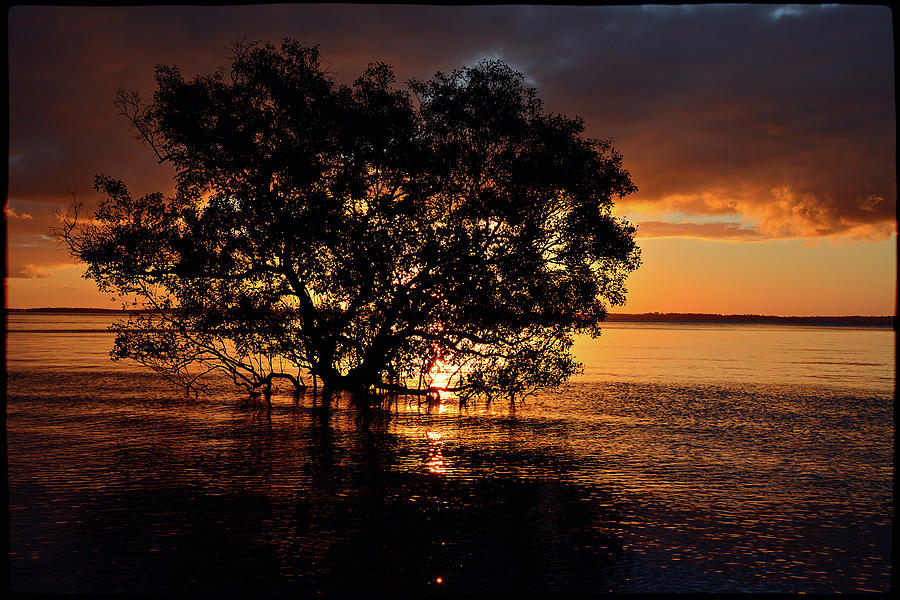 Mangrove tree Photograph by Andrei SKY