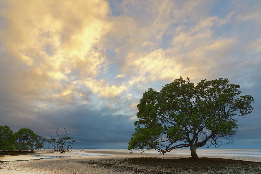 Mangrove tree at low tide Photograph by Robert Charity