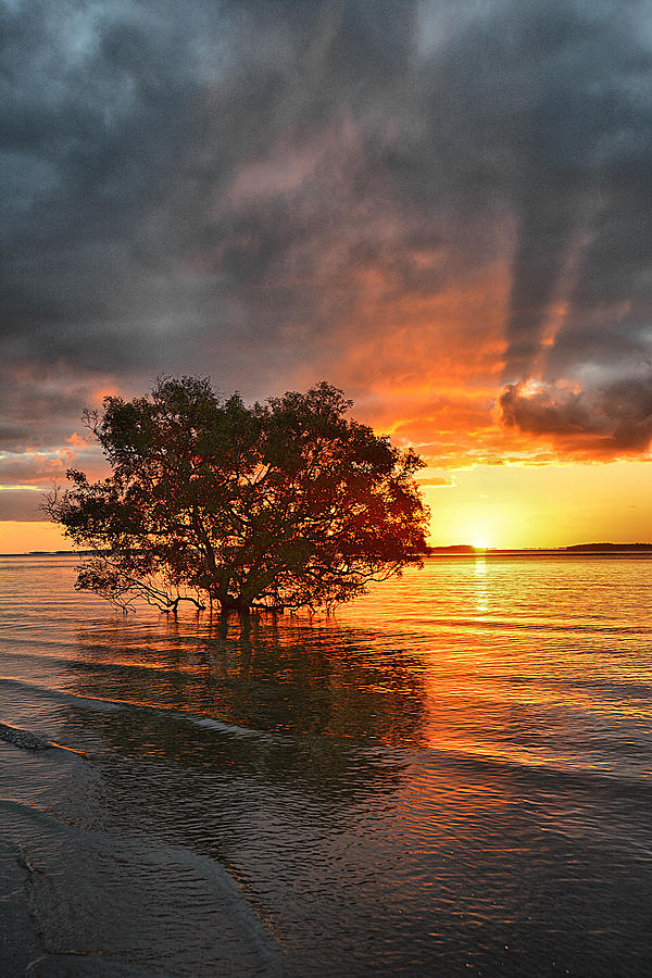 Mangrove tree II Photograph by Andrei SKY