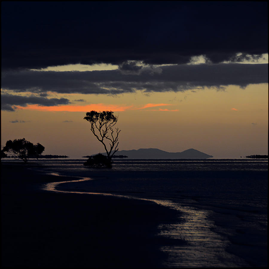 Mangrove tree III Photograph by Andrei SKY
