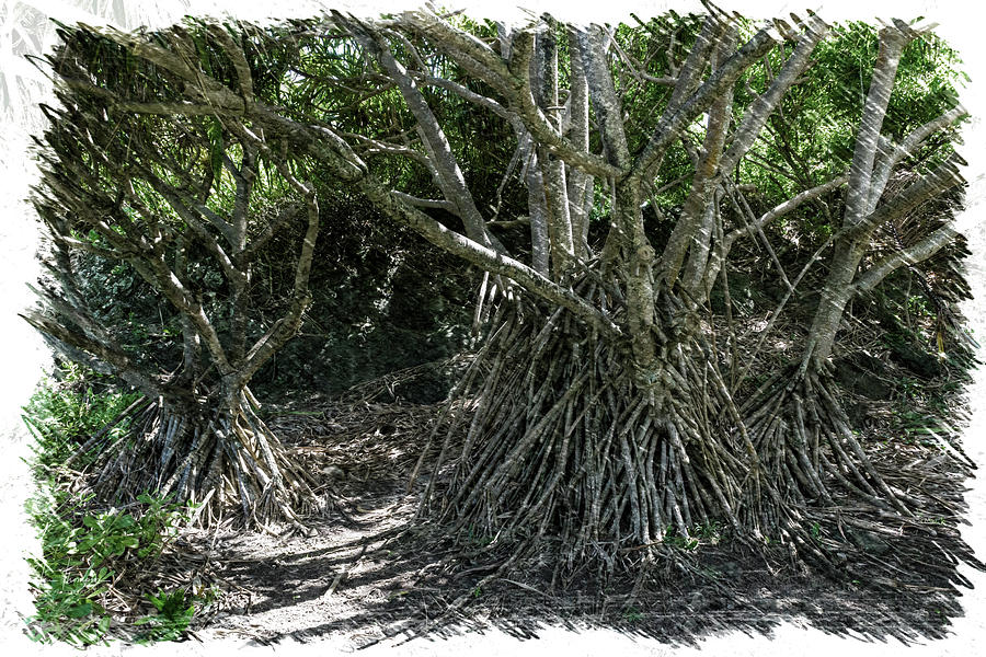 Mangrove Trees Photograph by Jim Thompson