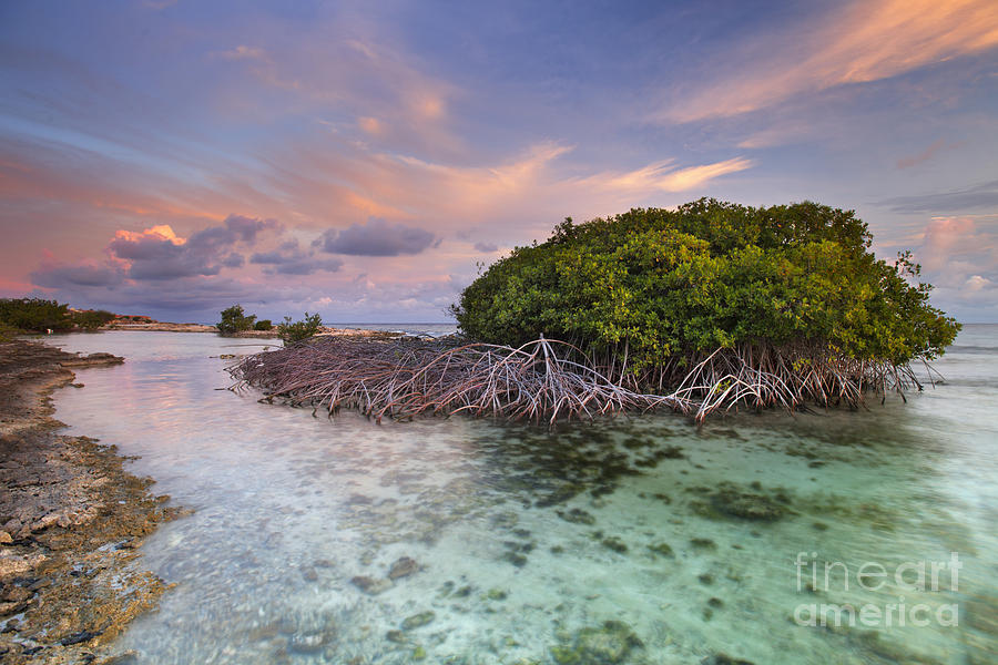 Mangrove Trees On Curacao Netherlands Antilles Photograph By Sara