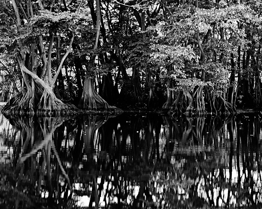 Black And White Photograph - Mangrove Trees- St Lucia by Chester Williams