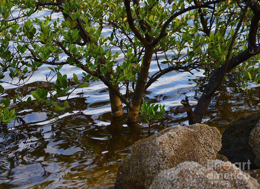 Mangroves and coquina Photograph by Julianne Felton