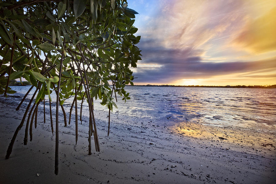 Mangroves at Sunset Photograph by Debra and Dave Vanderlaan - Pixels