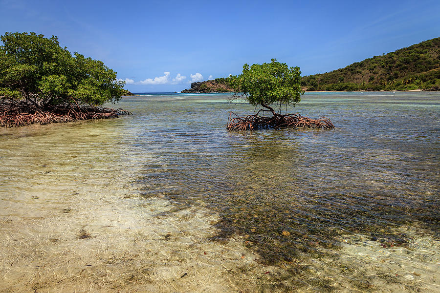 Mangroves in British Virgin Islands Photograph by Alexey Stiop