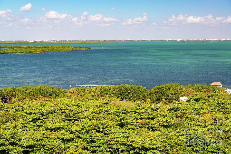 Mangroves in Cancun Photograph by Jess Kraft
