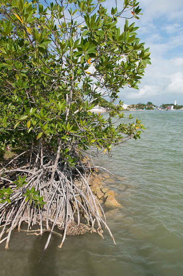 Mangroves in Chetumal Digital Art by Carol Ailles