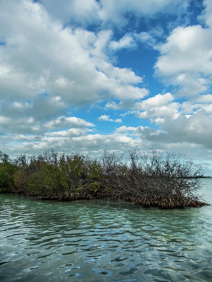 Mangroves in Key West Damaged by the Storm Photograph by Bob Slitzan