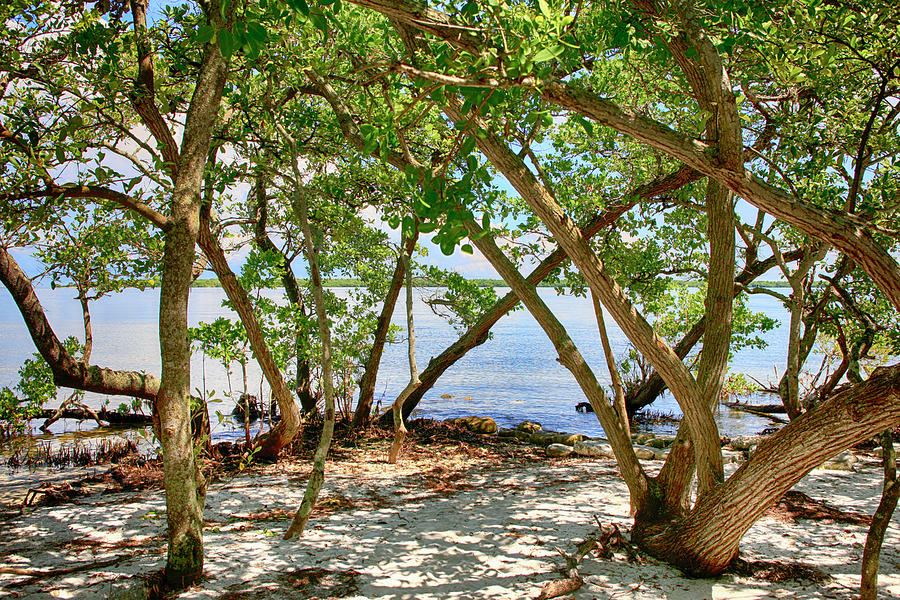 Mangroves on the Manatee River Bradenton Photograph by Chris Smith