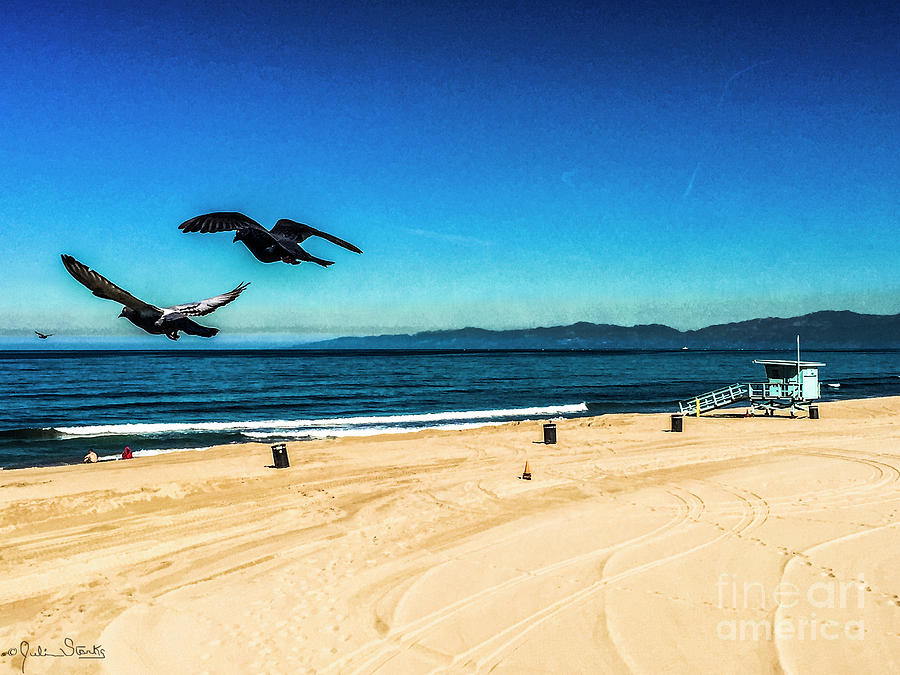 Manhattan Beach Seagulls Photograph