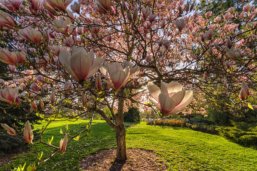 Manito Magnolia in Bloom Photograph by Mark Kiver
