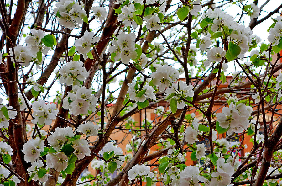 Manitou Springs Blossoms Photograph by Robert Meyers-Lussier
