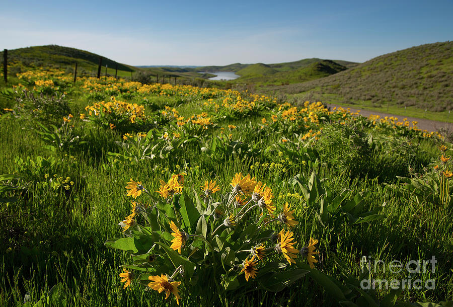 Mann Creek Sunflowers Photograph by Idaho Scenic Images Linda Lantzy