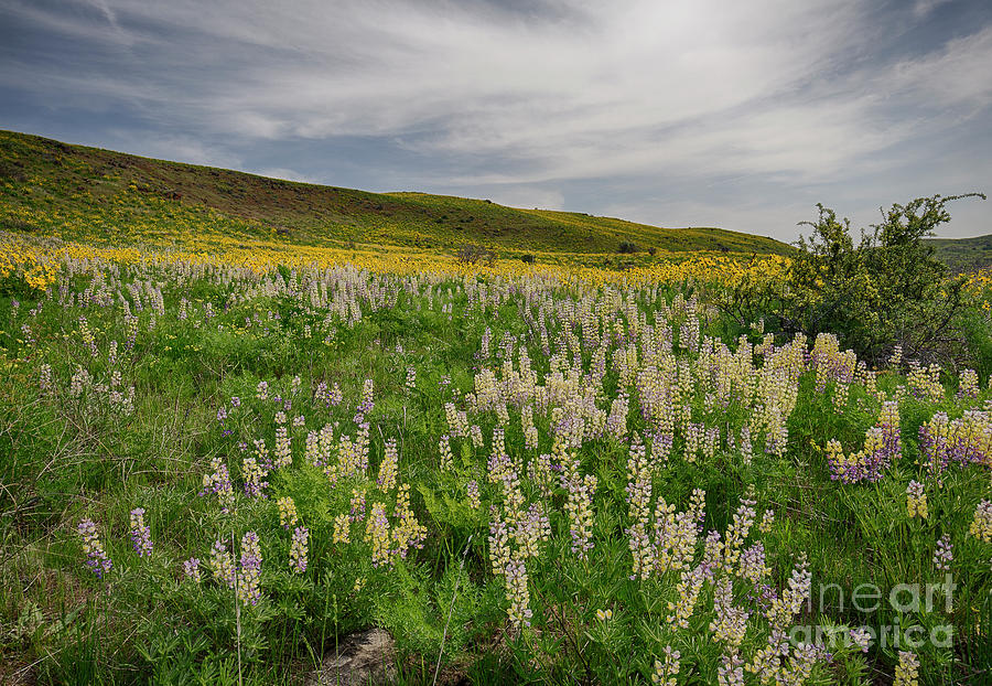 Mann Creek Wildflowers Photograph by Idaho Scenic Images Linda Lantzy