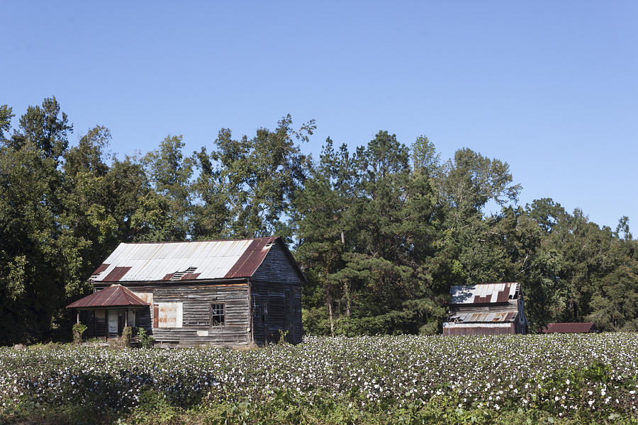 Manning Cotton Field with Barns Photograph by Suzanne Gaff