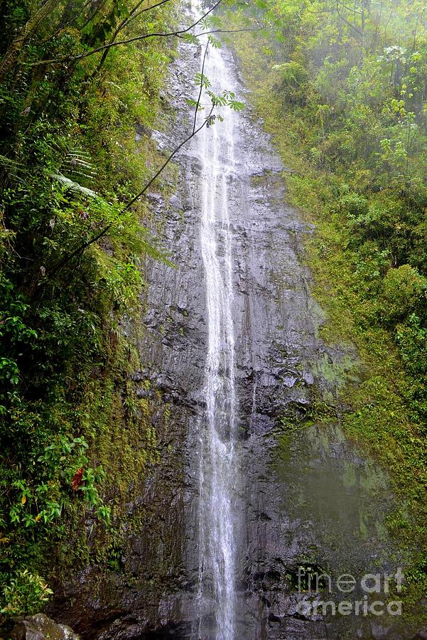Manoa Falls - Honolulu Hawaii Photograph