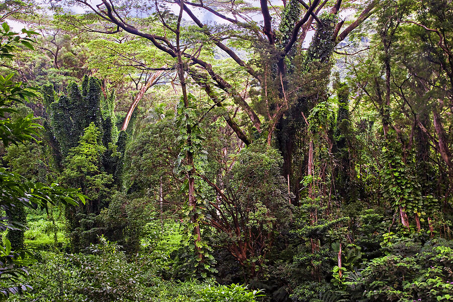 Manoa Waterfalls Trail Photograph by Marcia Colelli - Fine Art America