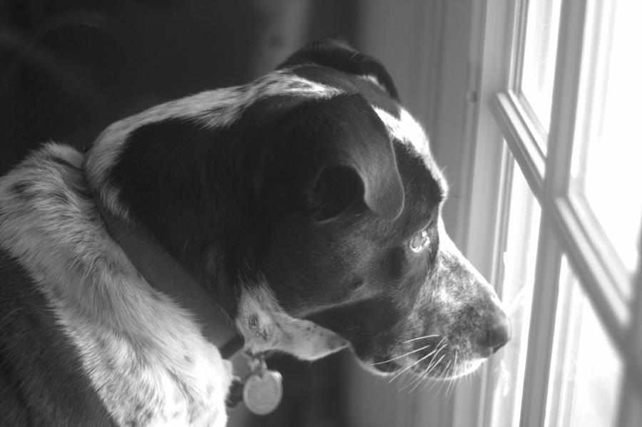 Mans Best Friend I Photograph by Suzanne Powers