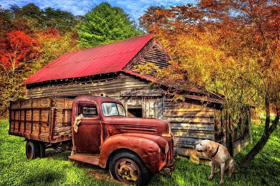 Mans Best Friend in Autumn Red and Gold Photograph by Debra and Dave Vanderlaan
