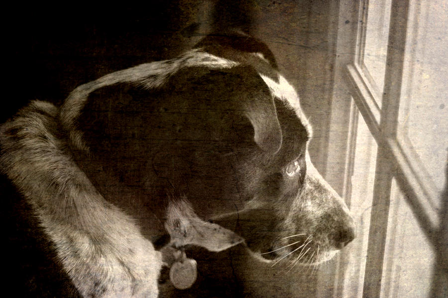 Mans Best Friend Sepia II Photograph by Suzanne Powers